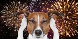 fireworks dogs