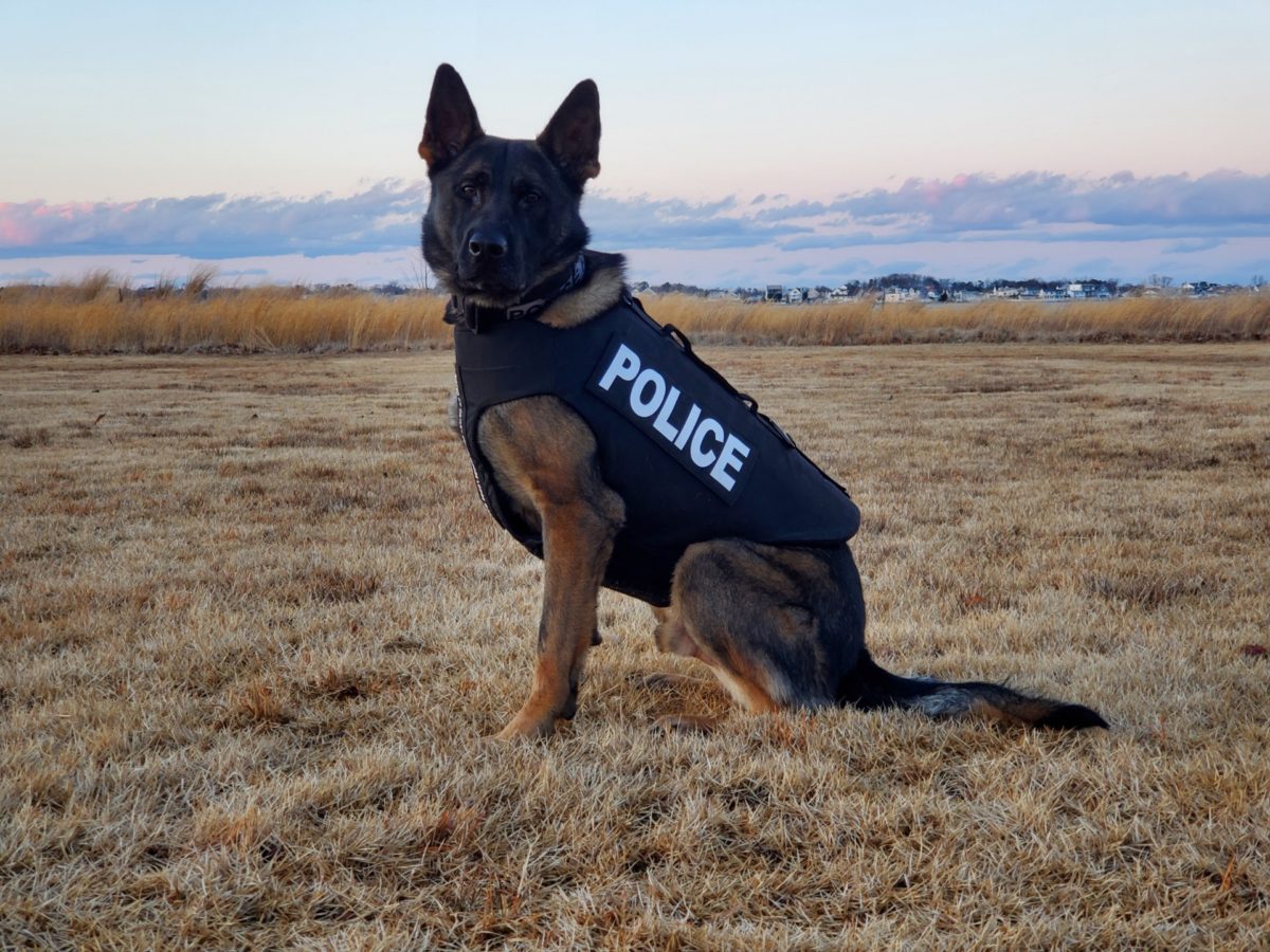 Toms River Police Department’s K9s Kylo and Riggs Receive Body Armor ...